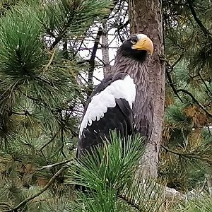 Steller's sea eagle in a walkthrough aviary