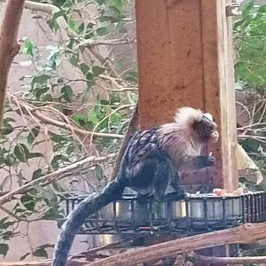 The only European zoo husbandry of Santarem marmosets (Mico humeralifer)