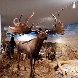 Irish elk reconstruction