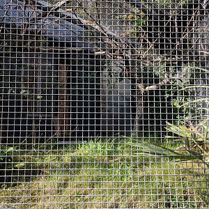 Green arassari Aviary
