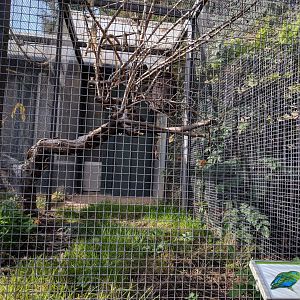 Spectaclet parrotlet Aviary