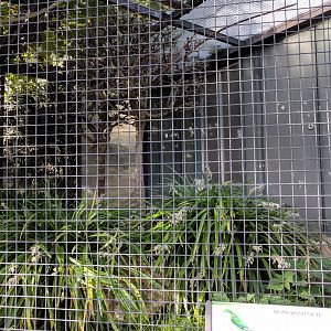 Monks parakeet Aviary