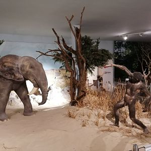 Evolution museum