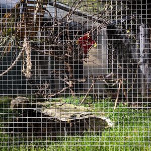 Black headed caique aviary