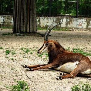 Sable Antelope