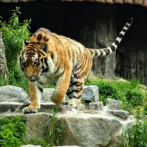 Siberian Tiger
