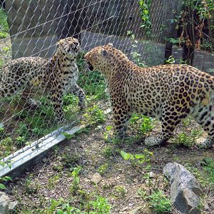 Leopards confronting one another