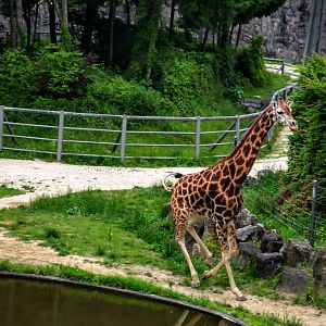Giraffe galloping