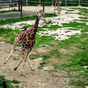 Giraffe galloping