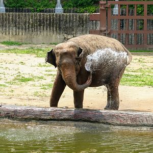 Asian Elephant