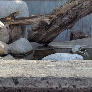 Japanese red faced maqaque Enclosure