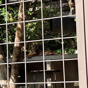 Dumai the sumatran Tiger in her Enclosure