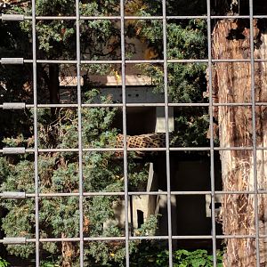 Persian leopard in his Enclosure