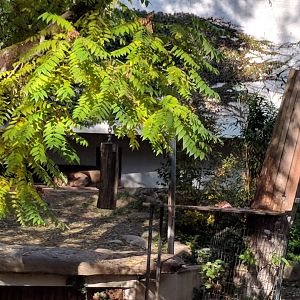 Asian Lion Enclosure