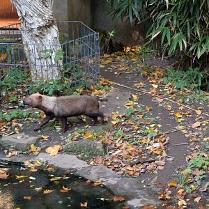 Bush dog