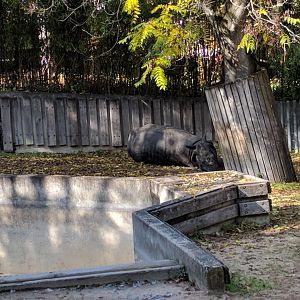 Greater Indian one horned rhinoceros taking a nap