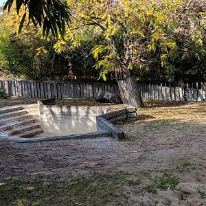 Greater Indian one horned rhinoceros Enclosure
