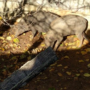 Sulawesan babirusas