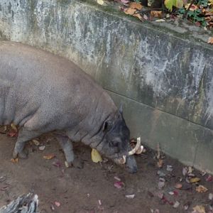 Babirusa male
