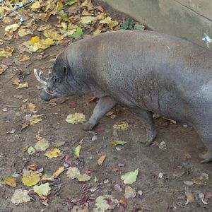 Babirusa male