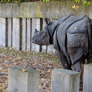 Greater Indian one horned rhinoceros