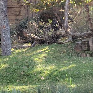 Part of lowland Gorilla Enclosure