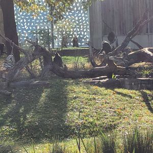 Part of lowland Gorilla Enclosure