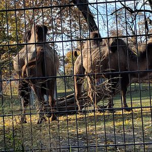 New 2020 Asian hoofstok Enclosure bactrian camels