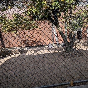 Helmeted guineafowl Aviary