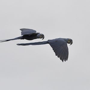 Hyacinth macaw training flight