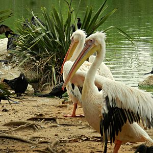 Great-white pelicans - Zoo São Paulo