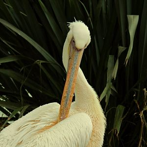Great-white pelican - Zoo São Paulo