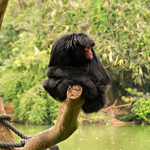 Red-faced black spider monkey - Zoo São Paulo