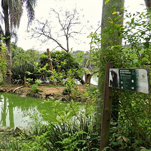Typical spider-monkey exhibit - Zoo São Paulo