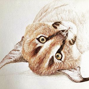 Caracal kitten
