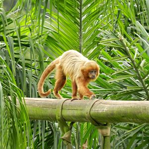 Blond capuchin monkey - Zoo São Paulo