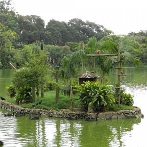 Blond capuchin monkey exhibit - Zoo São Paulo