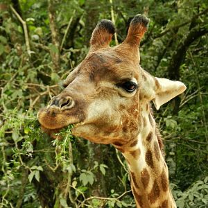"Mel", the giraffe - Zoo São Paulo