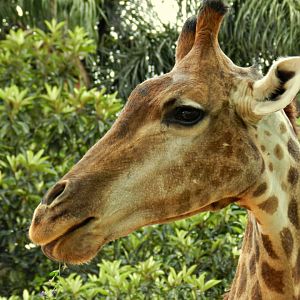 "Mel", the giraffe - Zoo São Paulo