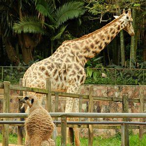 Meerkat and giraffe - Zoo São Paulo
