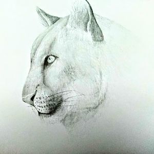 Cougar portrait