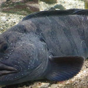 Atlantic Wolffish