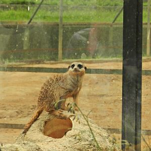 Meerkat - Zoo São Paulo