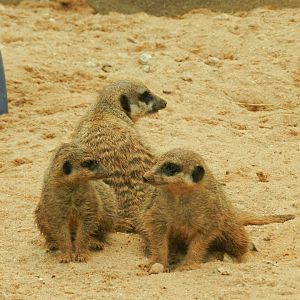 Meerkats - Zoo São Paulo