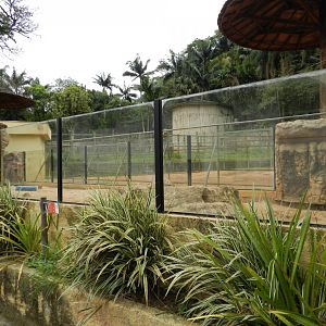 Meerkat exhibit (in front of the giraffe paddock) - Zoo São Paulo