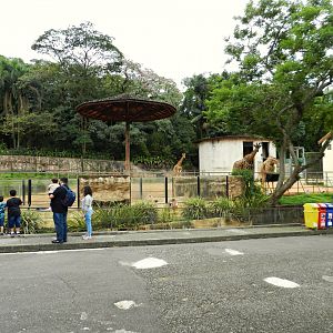View of the meerkat exhibit in front of the two giraffe paddocks