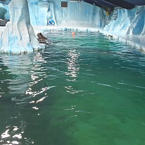 Bearded Seal/Harbour Seal pool