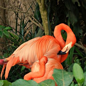 American flamingos - Zoo São Paulo