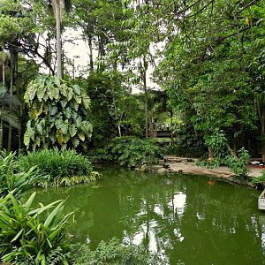Flamingo lake - Zoo São Paulo