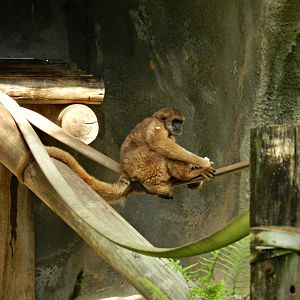 Southern muriqui - Zoo São Paulo